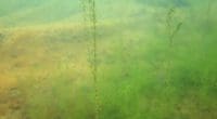 Nuttals Wasserpest breitet sich wieder im Obersee GL aus