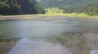 Nuttals Wasserpest breitet sich wieder im Obersee GL aus