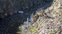 Rothenburg LU: Gülle im Gewässer fordert 90 % des Fischbestandes