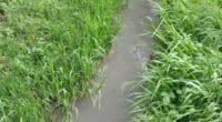 Betonwasser von Grossbaustelle in Derendingen SO führt zu Fischsterben