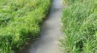 Betonwasser von Grossbaustelle in Derendingen SO führt zu Fischsterben