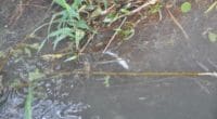 Betonwasser von Grossbaustelle in Derendingen SO führt zu Fischsterben